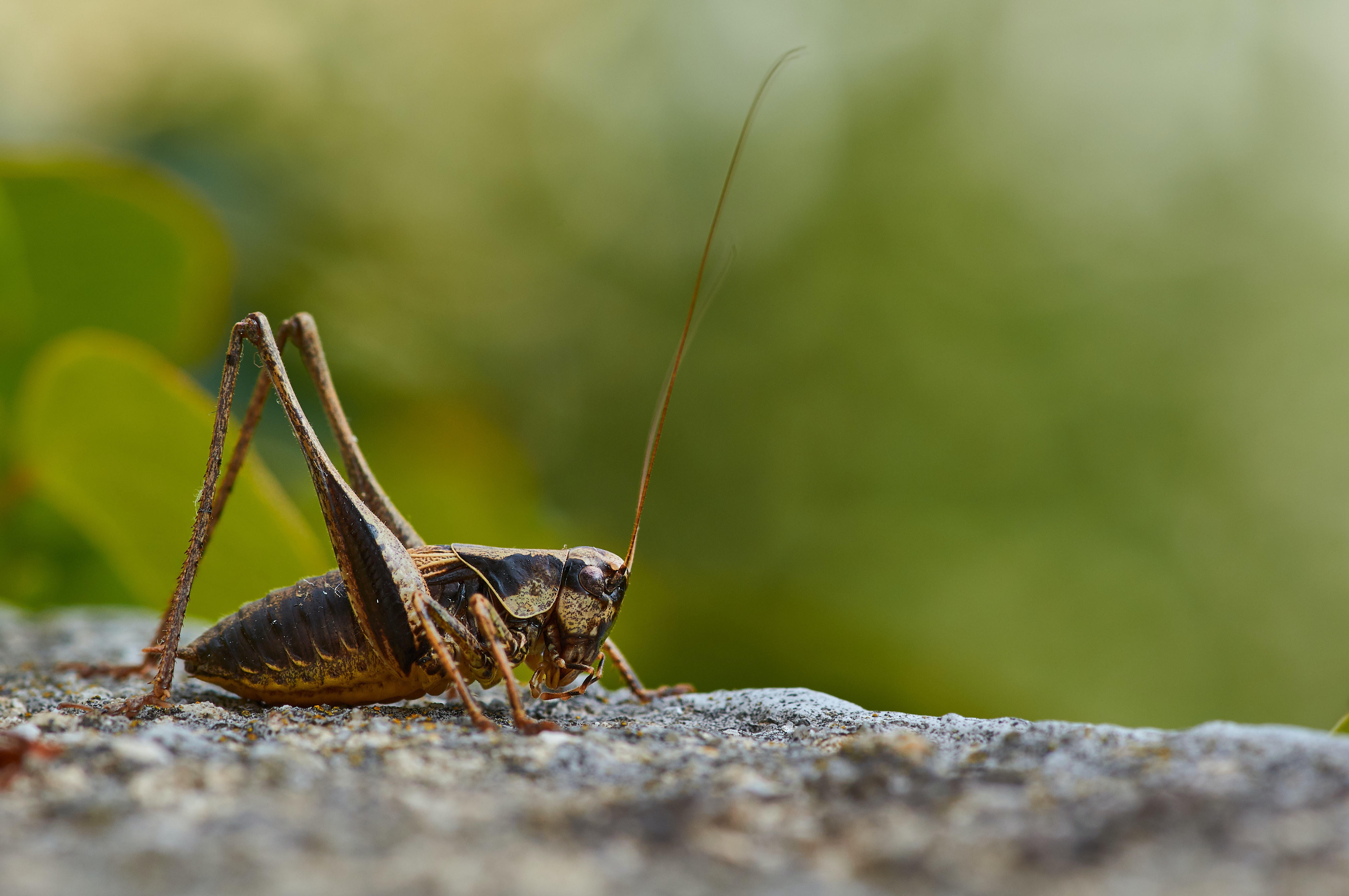 brown grasshopper on gray rock during daytime